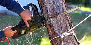 Best Storm Damage Tree Cleanup  in Home Garden, CA