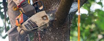 Best Tree and Shrub Care  in Home Garden, CA