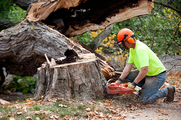 Best Seasonal Cleanup (Spring/Fall)  in Home Garden, CA