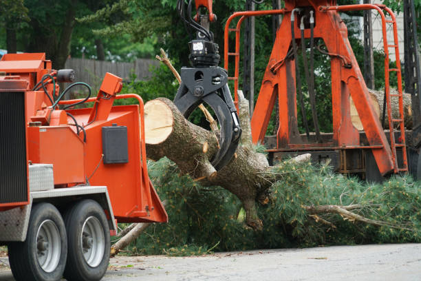 Best Fruit Tree Pruning  in Home Garden, CA