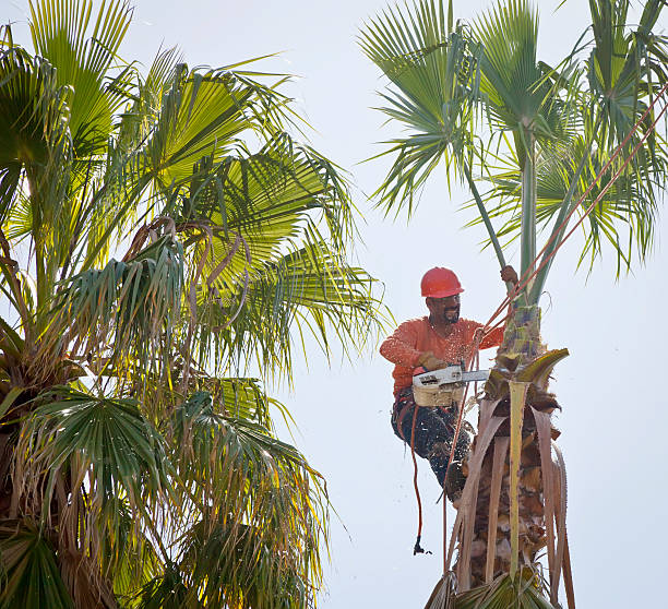 Professional Tree Care Services in Home Garden, CA