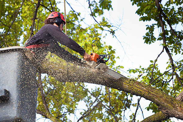 Best Tree Preservation Services  in Home Garden, CA